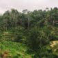 Hamparan perkebunan kelapa sawit berkelanjutan di Indonesia yang kini mengenerapkan standar kelestarian lingkungan ketat demi menjaga ekosistem hutan hujan tropis.