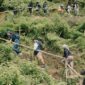 Sejumlah relawan bersama warga lokal sedang menanam bibit pohon endemik di area pemulihan hutan untuk menjaga kelestarian ekosistem dan sumber air bersih.