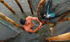 Panduan Memilih Seafood Berkelanjutan Demi Menjaga Kelestarian Ekosistem Laut Nusantara