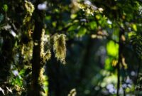 Sinar matahari menembus rimbunnya kanopi hutan tropis Nusantara yang terus dijaga kelestariannya melalui kolaborasi masyarakat lokal dan teknologi pemantauan modern.