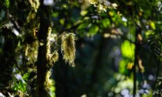 Menghirup Harapan Baru dari Rimbun Kanopi Hutan Tradisional Nusantara yang Kian Pulih