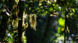 Sinar matahari menembus rimbunnya kanopi hutan tropis Nusantara yang terus dijaga kelestariannya melalui kolaborasi masyarakat lokal dan teknologi pemantauan modern.