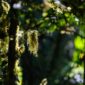 Sinar matahari menembus rimbunnya kanopi hutan tropis Nusantara yang terus dijaga kelestariannya melalui kolaborasi masyarakat lokal dan teknologi pemantauan modern.