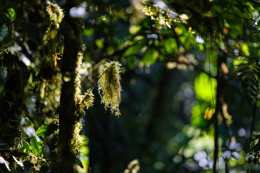 Sinar matahari menembus rimbunnya kanopi hutan tropis Nusantara yang terus dijaga kelestariannya melalui kolaborasi masyarakat lokal dan teknologi pemantauan modern.