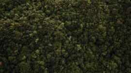 Hamparan hutan hujan tropis Nusantara yang hijau dan asri menjadi benteng pertahanan alami bumi dalam menyerap emisi karbon serta menyediakan pasokan air bersih bagi kehidupan.