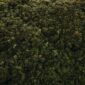 Hamparan hutan hujan tropis Nusantara yang hijau dan asri menjadi benteng pertahanan alami bumi dalam menyerap emisi karbon serta menyediakan pasokan air bersih bagi kehidupan.