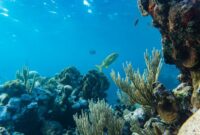 Seorang penyelam lokal sedang memasang fragmen karang pada kerangka konservasi bawah laut di kawasan perairan Indonesia sebagai bagian dari program restorasi terumbu karang berbasis komunitas.
