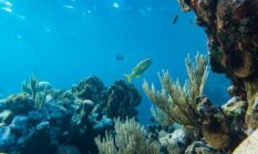 Menyelamatkan Surga Bawah Laut Indonesia Lewat Adopsi Karang dan Wisata Bahari Berkelanjutan