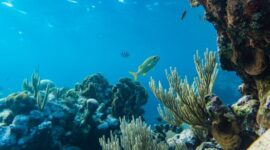 Seorang penyelam lokal sedang memasang fragmen karang pada kerangka konservasi bawah laut di kawasan perairan Indonesia sebagai bagian dari program restorasi terumbu karang berbasis komunitas.