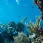 Seorang penyelam lokal sedang memasang fragmen karang pada kerangka konservasi bawah laut di kawasan perairan Indonesia sebagai bagian dari program restorasi terumbu karang berbasis komunitas.