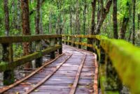 Seorang wisatawan berjalan di sepanjang jembatan kayu yang membelah kawasan konservasi hutan mangrove pesisir. Aktivitas penanaman bibit bakau kini menjadi bagian dari gaya hidup hijau yang digemari masyarakat perkotaan.