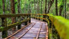 Seorang wisatawan berjalan di sepanjang jembatan kayu yang membelah kawasan konservasi hutan mangrove pesisir. Aktivitas penanaman bibit bakau kini menjadi bagian dari gaya hidup hijau yang digemari masyarakat perkotaan.