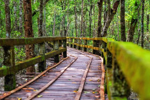 Seorang wisatawan berjalan di sepanjang jembatan kayu yang membelah kawasan konservasi hutan mangrove pesisir. Aktivitas penanaman bibit bakau kini menjadi bagian dari gaya hidup hijau yang digemari masyarakat perkotaan.