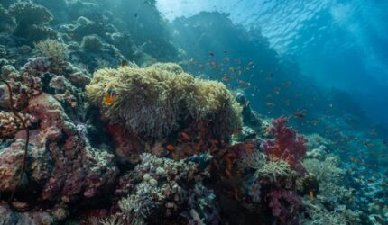 Merawat Surga Bawah Laut Nusantara Melalui Pilihan Gaya Hidup Berkelanjutan