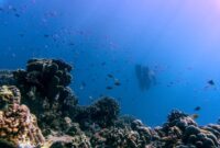 Penyelam mengamati keindahan terumbu karang yang terawat di kawasan perairan Raja Ampat, Papua Barat. Aksi konservasi bahari dan wisata ramah lingkungan menjadi kunci utama menjaga kelestarian ekosistem perairan nusantara.