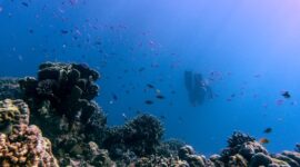 Penyelam mengamati keindahan terumbu karang yang terawat di kawasan perairan Raja Ampat, Papua Barat. Aksi konservasi bahari dan wisata ramah lingkungan menjadi kunci utama menjaga kelestarian ekosistem perairan nusantara.