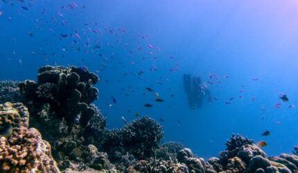 Menjaga Pesona Bawah Laut Indonesia Lewat Pilihan Gaya Hidup Ramah Bahari Sehari-hari