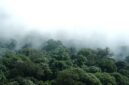 Pemandangan keasrian kanopi hutan tropis Indonesia yang terjaga kelestariannya berkat komitmen bersama dalam menjalankan konservasi berbasis masyarakat.