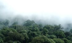 Menjaga Napas Bumi Lewat Gaya Hidup Hijau dan Konservasi Hutan Lestari Berkelanjutan
