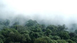 Pemandangan keasrian kanopi hutan tropis Indonesia yang terjaga kelestariannya berkat komitmen bersama dalam menjalankan konservasi berbasis masyarakat.