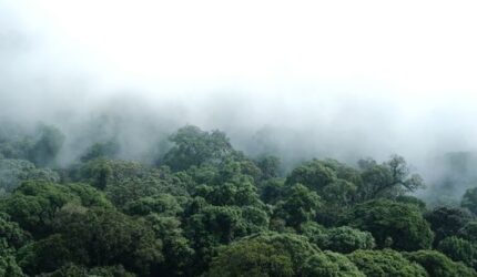 Menjaga Napas Bumi Lewat Gaya Hidup Hijau dan Konservasi Hutan Lestari Berkelanjutan