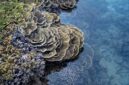 Seorang relawan penyelam secara perlahan mengikat fragmen karang baru pada struktur media tanam di dasar laut untuk mempercepat pemulihan ekosistem terumbu karang Nusantara.