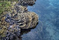Seorang relawan penyelam secara perlahan mengikat fragmen karang baru pada struktur media tanam di dasar laut untuk mempercepat pemulihan ekosistem terumbu karang Nusantara.