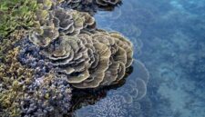 Seorang relawan penyelam secara perlahan mengikat fragmen karang baru pada struktur media tanam di dasar laut untuk mempercepat pemulihan ekosistem terumbu karang Nusantara.