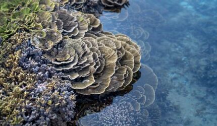 Menjaga Surga Bawah Laut Nusantara Melalui Aksi Nyata Restorasi Terumbu Karang Berkelanjutan