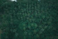 Pemandangan udara hamparan kanopi hutan hujan tropis Indonesia yang menjadi paru-paru dunia sekaligus benteng pertahanan ekologis penting bagi stabilitas iklim global.