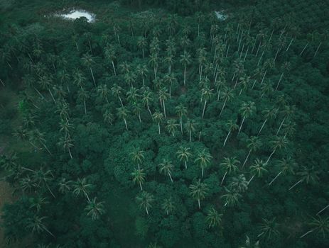 Pemandangan udara hamparan kanopi hutan hujan tropis Indonesia yang menjadi paru-paru dunia sekaligus benteng pertahanan ekologis penting bagi stabilitas iklim global.