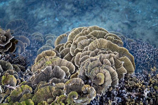 Penyelam mengamati keindahan terumbu karang dan kawanan ikan tropis di kawasan konservasi perairan Raja Ampat, Papua Barat.