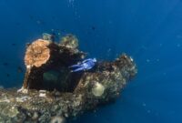 Seorang penyelam sedang mengamati proses pertumbuhan fragmen terumbu karang hasil transplantasi di kawasan konservasi perairan Indonesia. Tindakan kecil ini menjadi salah satu pilar utama dalam memulihkan ekosistem bawah laut yang kian terancam.