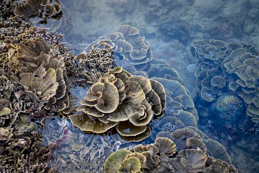 Seorang penyelam sedang merawat fragmen terumbu karang di kawasan restorasi bawah laut untuk memulihkan ekosistem pesisir yang rusak.