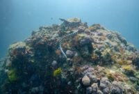 Seorang penyelam mengamati keanekaragaman terumbu karang dan kawanan ikan di perairan Raja Ampat yang terjaga kelestariannya melalui upaya konservasi berkelanjutan.
