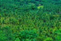Seorang pekerja memanen tandan buah segar kelapa sawit di perkebunan berkeberlanjutan yang memprioritaskan kelestarian lingkungan serta kesejahteraan masyarakat lokal.