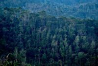 Warga setempat dan relawan berkolaborasi merawat bibit pohon di kawasan konservasi hutan tropis sebagai bentuk aksi nyata menjaga keberlanjutan ekosistem hayati Indonesia.