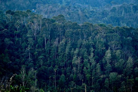 Warga setempat dan relawan berkolaborasi merawat bibit pohon di kawasan konservasi hutan tropis sebagai bentuk aksi nyata menjaga keberlanjutan ekosistem hayati Indonesia.