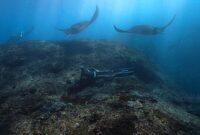 Seorang penyelam sedang merawat instalasi penanaman terumbu karang di kawasan perairan jernih Raja Ampat. Kegiatan pemulihan ekosistem laut ini menjadi salah satu daya tarik wisata konservasi yang kian diminati masyarakat.