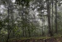 Kanopi hutan hujan tropis Indonesia yang membentang hijau menjadi benteng utama pertahanan iklim serta habitat ribuan spesies endemik Nusantara.