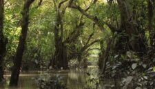 Sejumlah relawan dan pengunjung bergotong royong menanam bibit mangrove di kawasan muara pesisir sebagai bentuk komitmen menjaga kelestarian lingkungan laut.