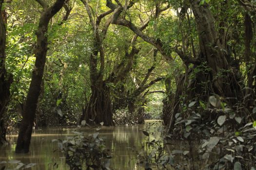 Sejumlah relawan dan pengunjung bergotong royong menanam bibit mangrove di kawasan muara pesisir sebagai bentuk komitmen menjaga kelestarian lingkungan laut.