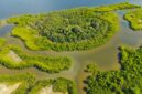Sejumlah sukarelawan menanam bibit mangrove di kawasan pesisir sebagai bentuk komitmen menjaga kelestarian ekosistem pantai dari ancaman abrasi.