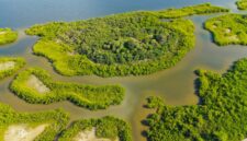Sejumlah sukarelawan menanam bibit mangrove di kawasan pesisir sebagai bentuk komitmen menjaga kelestarian ekosistem pantai dari ancaman abrasi.