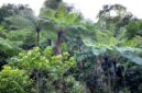 Kanopi lebat hutan tropis Indonesia yang terjaga keasriannya menjadi paru-paru dunia sekaligus penyedia sumber daya hayati penting bagi kehidupan masyarakat di sekitarnya.