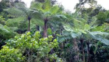 Kanopi lebat hutan tropis Indonesia yang terjaga keasriannya menjadi paru-paru dunia sekaligus penyedia sumber daya hayati penting bagi kehidupan masyarakat di sekitarnya.