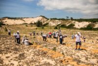 Sejumlah relawan muda menanam bibit bakau muda di kawasan lumpur pesisir sebagai bagian dari aksi penghijauan dan perlindungan ekosistem pantai.