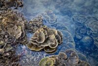 Seorang penyelam lokal sedang memasang struktur media tanam karang baru di kawasan konservasi bahari untuk mempercepat pemulihan ekosistem bawah laut. Penanaman karang berbasis komunitas ini menjadi bagian dari tren wisata konservasi yang kian diminati masyarakat urban.