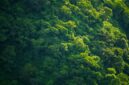 Pemandangan udara memperlihatkan kerimbunan vegetasi hutan tropis yang menjadi paru-paru alam di kawasan Kalimantan. Bentang alam hijau ini membutuhkan komitmen bersama dari seluruh lapisan masyarakat agar tetap lestari.