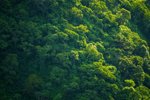 Pemandangan udara memperlihatkan kerimbunan vegetasi hutan tropis yang menjadi paru-paru alam di kawasan Kalimantan. Bentang alam hijau ini membutuhkan komitmen bersama dari seluruh lapisan masyarakat agar tetap lestari.